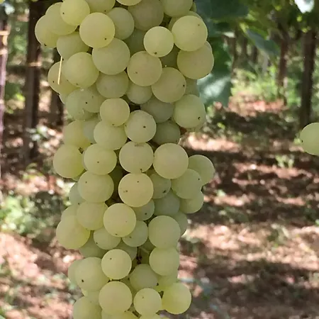 Дом отдыха Casa Mare Riccio *