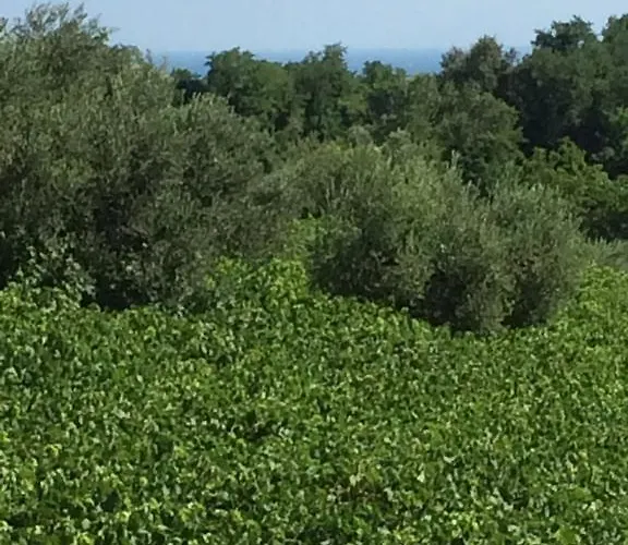 펜션 Casa Mare Riccio *