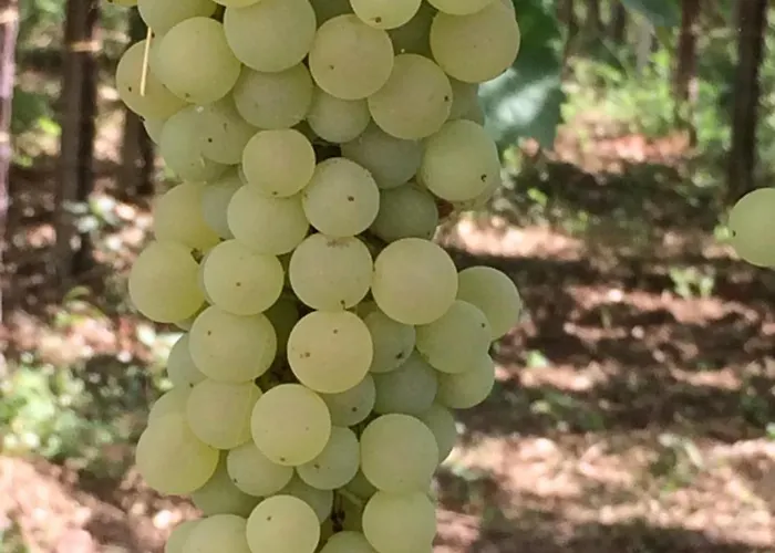 펜션 Casa Mare Riccio *